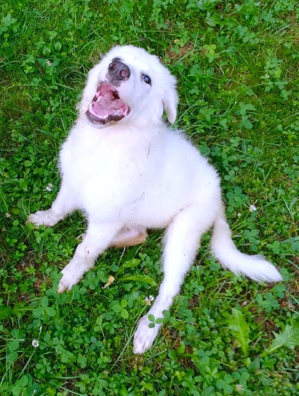 Leone Foto 3